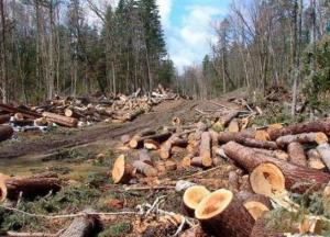 Рада запретила вырубку лесов в Карпатах