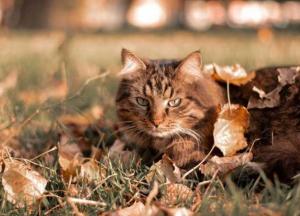 Прогноз погоды на 27 ноября: Украину накроют дожди