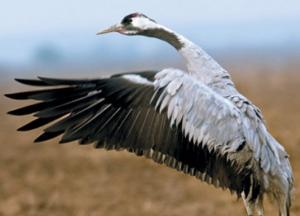 В заповеднике "Аскания-Нова" вымерло около 200 краснокнижных журавлей