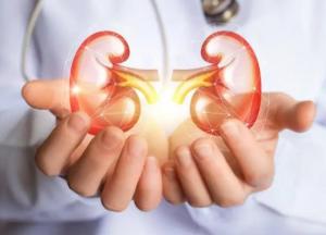 Ученые выяснили, как спасти почки в старости