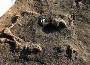 Археологи обнаружили загадочное захоронение собак, которому больше 8 тысяч лет (фото)