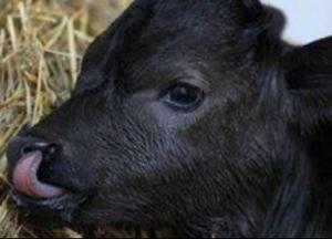 В Австралии родился необычный теленок (фото)