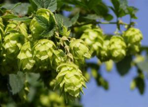 Оказалось, что чай, табак и клюква - это природные ГМО-растения