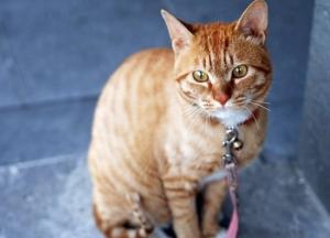 Одесситка жестоко расправилась с котом за то, что он поцарапал ей руку