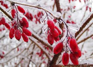 Прогноз погоды на 29 ноября: в Украину идут ледяные дожди (карта)