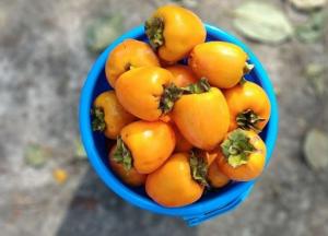 Медики объяснили, кому нельзя есть хурму