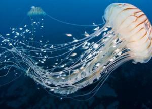 Не игнорируйте ожоги медуз: первая помощь