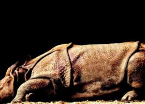 В Китае открыли новый вид гигантского носорога