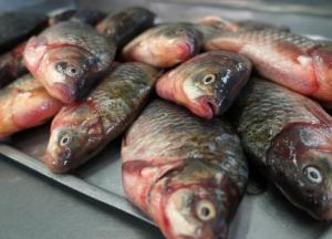 Медики развенчали популярный миф о вреде рыбы