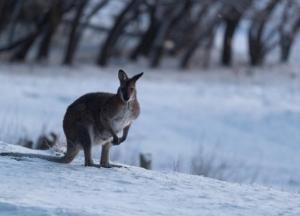 В WWF предрекли более холодный 2022 год