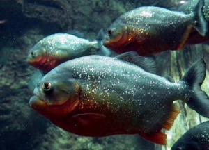 Ученые обнаружили, что пираньи умеют лаять