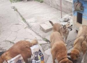 АТБ, U-Hearts та CLUB 4 PAWS передали 2 тонни корму для притулків у прифронтових регіонах