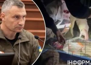 Кияни вимагають заборонити «живі куточки» в дитсадках через стрес тварин та алергії у дітей