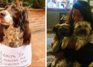 Коронавирус: испанцы стали брать чужих собак в аренду, чтобы иметь возможность выйти из дома