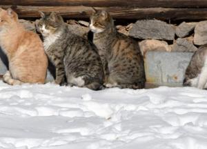 Прогноз погоды на 20 января: в Украине потеплеет, но будет ветрено