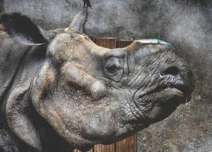 Ученые решили “воскресить” исчезнувших животных