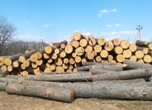 "Вырубали самые ценные породы древесины": на Харьковщине украли леса на 24 миллиона