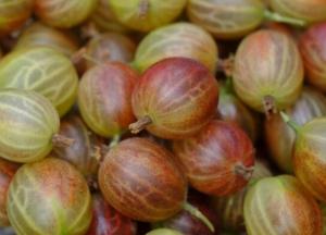 Медики назвали ягоду, которая снижает риск развития рака, диабета и болезней сердца