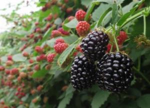 Серьезные противопоказания: врачи рассказали, кому нельзя есть ежевику