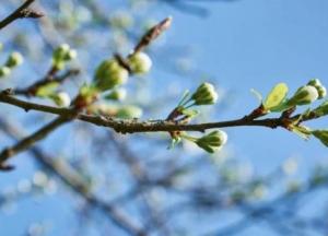 Прогноз погоды на 25 марта: будет солнечно и ветрено