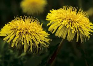 Медики назвали пользу одуванчиков при борьбе с тяжелыми болезнями