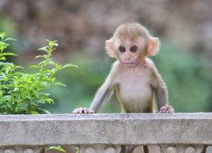 В Киеве запретят фотографам использовать животных