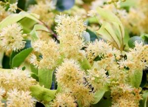 Медики назвали травы-источники долголетия