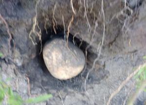 В поле под Николаевом нашли человеческие останки (фото)
