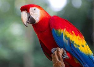 У Європі спалах "папугової лихоманки", у ВООЗ повідомляють про померлих пацієнтів