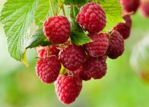 Эта ягода защищает организм от рака