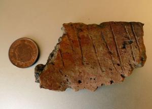 В Британии кролики помогли археологам найти древние артефакты (фото)