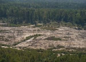 В Госгеонедра рассказали о легализации добычи янтаря