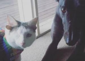 Кот с четырьмя ушами стал звездой в Сети (фото)