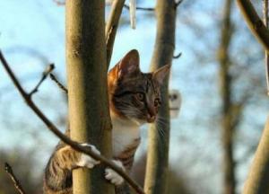 Прогноз погоды на 22 февраля: небольшие дожди и до +13 градусов