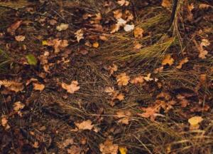 Прогноз погоды на 2 ноября: дожди и возможные заморозки