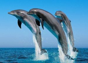 Стало известно, почему дельфины выбрасываются на берег
