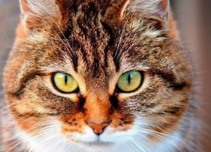 Какие породы кошек вызывают самую сильную аллергию