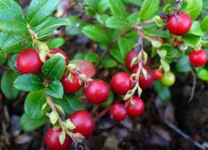Названо природное средство, способное помочь при повышенном давлении