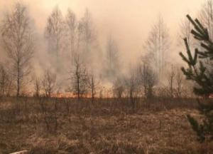 Масштабные пожары на Житомирщине: поджигателей задержали