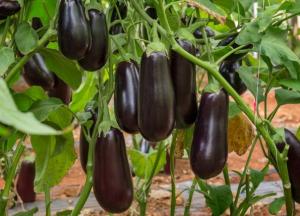 Назван овощ, который укрепляет здоровье и продлевает жизнь