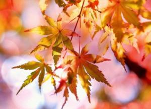 Прогноз погоды на 17 октября: царит бабье лето (карта)