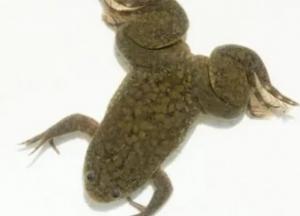 Ученые помогли лягушке отрастить ампутированную ногу