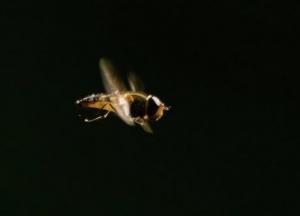Что делать при укусе пчелы