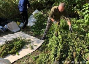 В Сумской области обнаружили плантацию конопли (фото)