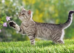 Прогноз погоды на 1 июля: дожди пройдут на Востоке и Юге