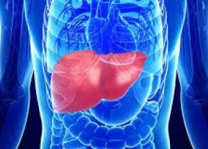 Ученые рассказали о самой опасной диете для печени