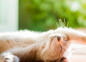 Прогноз погоды на 20 марта: в Украине будет тепло и солнечно, но на Западе пройдут дожди