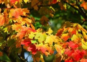 Прогноз погоды на 20 октября: в Украину идет потепление