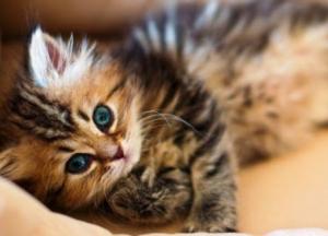 Курьезный снимок с котенком в машине покорил сеть (фото)