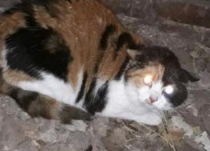 Под Винницей кот задушил 9-месячного ребенка